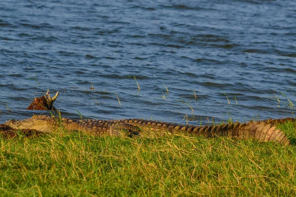 Grand Crocodile Mugger Crocodylus Palustris Relaxant Bord Une Rivière Embouchure — Photo