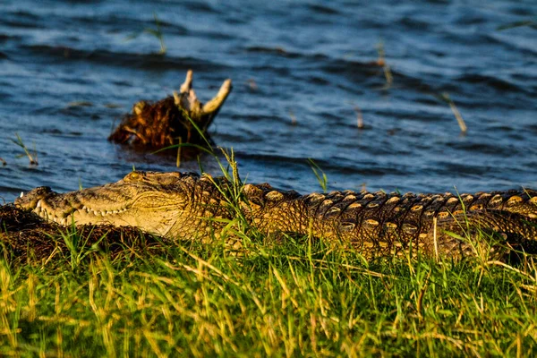 Grand Crocodile Mugger Crocodylus Palustris Relaxant Bord Une Rivière Embouchure — Photo