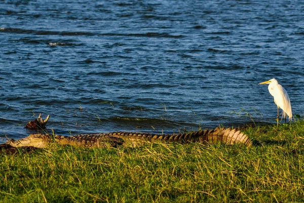 Grand Crocodile Mugger Crocodylus Palustris Relaxant Bord Une Rivière Embouchure — Photo