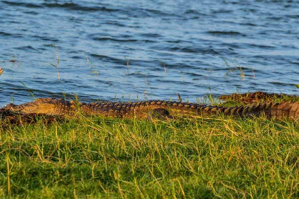 Grande Coccodrillo Mugger Crocodylus Palustris Rilassante Lungo Fiume Con Bocca — Foto Stock