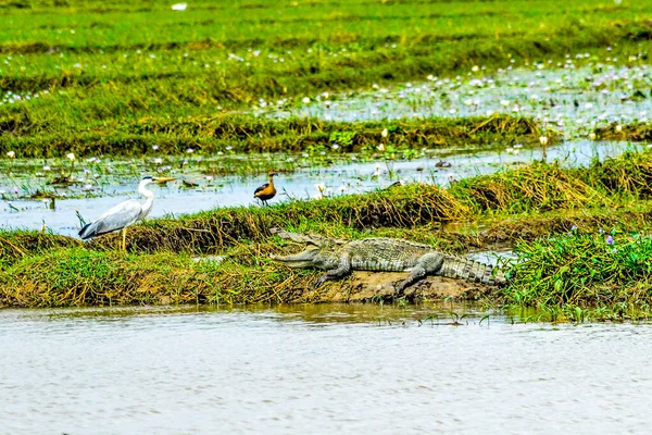 Большой Крокодил Грабитель Crocodylus Palustris Отдыхает Реке Открытым Ртом Шри — стоковое фото