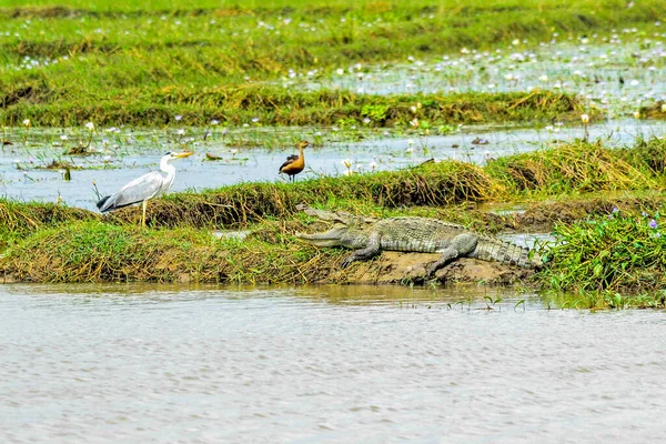 크로코딜 스트리스는 강가에서 휴식을 취하고 스리랑카 — 스톡 사진