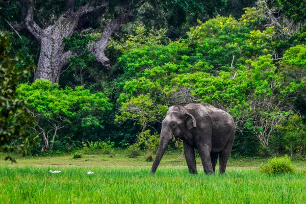 Fil Elaphat Maximus Sri Lanka Adasında — Stok fotoğraf