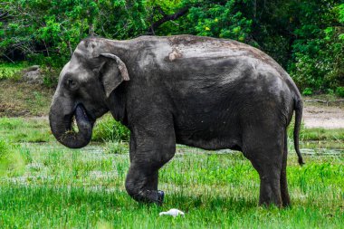 Fil, Elaphat Maximus, Sri Lanka adasında.