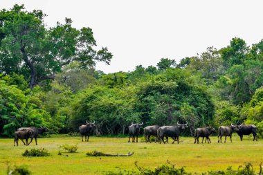 Chital, Benekli Geyik, Yala Batı Ulusal Parkı, Sri Lanka