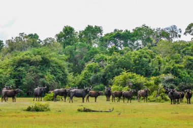 Chital, Benekli Geyik, Yala Batı Ulusal Parkı, Sri Lanka