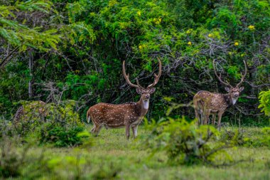 Chital, Benekli Geyik, Yala Batı Ulusal Parkı, Sri Lanka