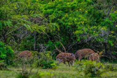 Chital, Benekli Geyik, Yala Batı Ulusal Parkı, Sri Lanka