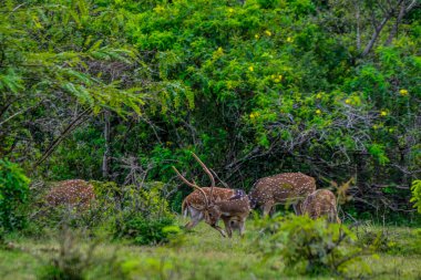 Chital, Benekli Geyik, Yala Batı Ulusal Parkı, Sri Lanka