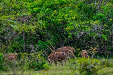 Chital, Benekli Geyik, Yala Batı Ulusal Parkı, Sri Lanka