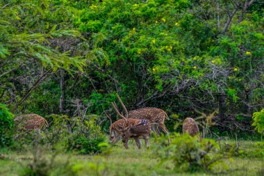 Chital, Benekli Geyik, Yala Batı Ulusal Parkı, Sri Lanka