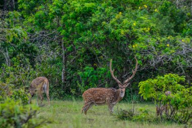 Chital, Benekli Geyik, Yala Batı Ulusal Parkı, Sri Lanka