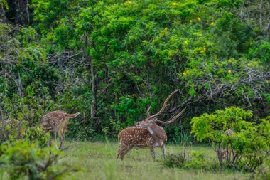 Chital, Benekli Geyik, Yala Batı Ulusal Parkı, Sri Lanka