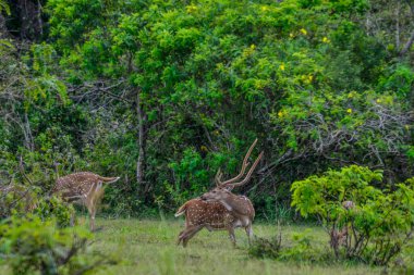 Chital, Benekli Geyik, Yala Batı Ulusal Parkı, Sri Lanka