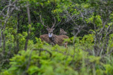 Chital, Benekli Geyik, Yala Batı Ulusal Parkı, Sri Lanka