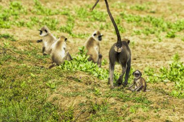 Gri Langur veya Hanuman Langur Sri Lanka 'da