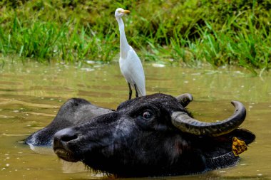 Yala Batı Ulusal Parkı, Sri Lanka 'da Buffalo Suyu