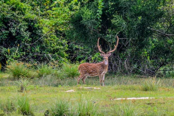 Chital Spotted Deer Yala West国立公園 スリランカ — ストック写真