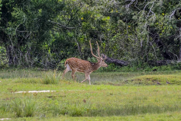 Chital Spotted Deer Yala West National Park Sri Lanka — стокове фото