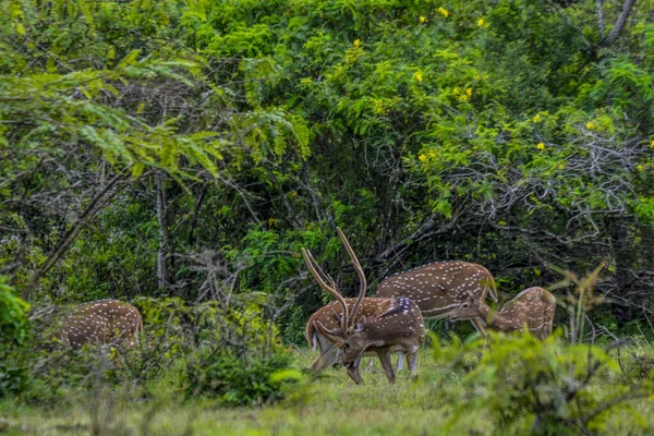 Cervos Malhados Yala West National Park Sri Lanka — Fotografia de Stock
