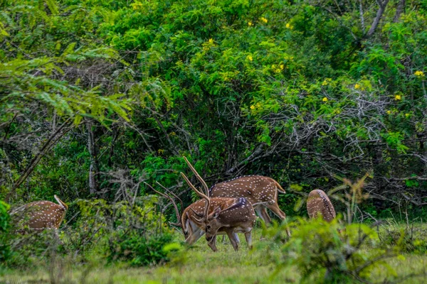 Chital Spotted Deer Yala West National Park Sri Lanka — стокове фото