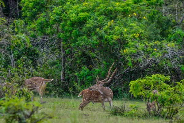 Chital Skvrnitý Jelen Národním Parku Yala West Srí Lanka — Stock fotografie