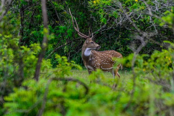 Chital Ciervo Manchado Parque Nacional Yala West Sri Lanka — Foto de Stock