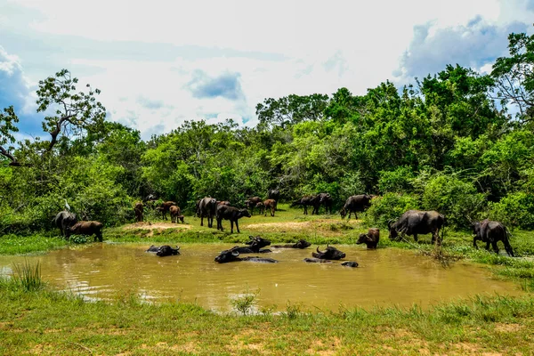 Yala Batı Ulusal Parkı Sri Lanka Buffalo Suyu — Stok fotoğraf