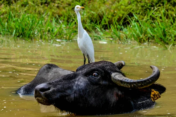 Yala Batı Ulusal Parkı, Sri Lanka 'da Buffalo Suyu