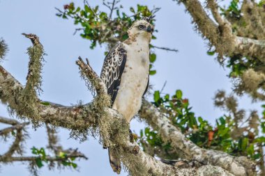 Değişken Şahin-Kartal, Nisaetus Cirrhatus, Sri Lanka