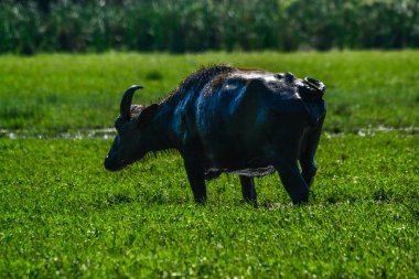 Sri Lanka 'da Vahşi Su Bufalosu