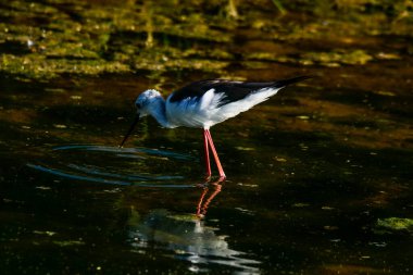 Kara kanatlı Stilt (Himantopus hymantopus). Srilanka Adası