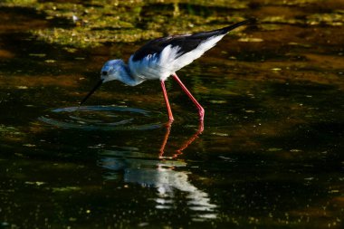 Kara kanatlı Stilt (Himantopus hymantopus). Srilanka Adası