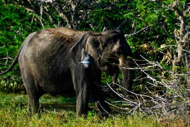 Sri Lanka 'daki Yale Ulusal Parkı' nda Sri Lanka fili
