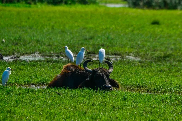 Buffalo Eau Sauvage Sri Lanka — Photo