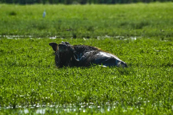 Dziki Bawół Wodny Sri Lance — Zdjęcie stockowe