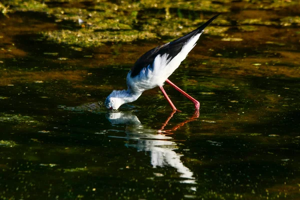 Svartvingad Lutning Himantopus Hymantopus Srilanka — Stockfoto