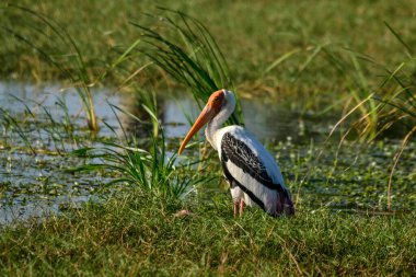 Yala Batı Ulusal Parkı, Sri Lanka 'da Boyanmış Leylek