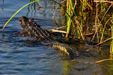 Sri Lanka 'da Hırsız Timsah (Crocodylus palustris)