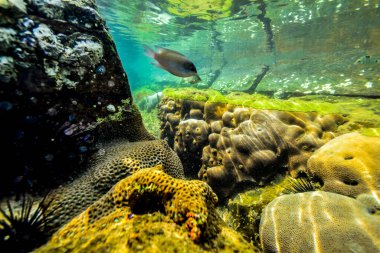 Hint Okyanusu kıyısındaki sualtı kayaları, Sri Lanka.