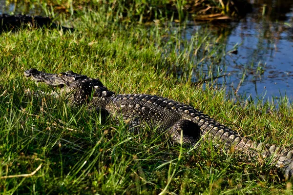 Coccodrillo Rapace Crocodylus Palustris Sri Lanka — Foto Stock
