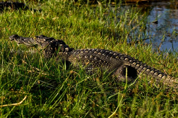 Crocodilo Mugger Crocodylus Palustris Sri Lanka — Fotografia de Stock