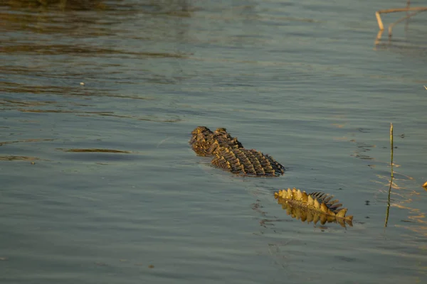 스리랑카에서 Crocodylus Palustris — 스톡 사진