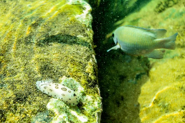 Rocas Submarinas Costa Del Océano Índico Sri Lanka — Foto de Stock