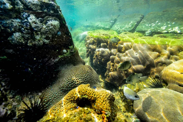 Підводні Скелі Узбережжі Індійського Океану Шрі Ланка — стокове фото