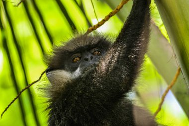 Sri Lanka 'ya özgü, utangaç, Mor Yüzlü Maymun Trachypithecus vetulus.