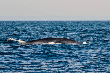 Balina izleme sırasında Mirrisa yakınlarındaki Mavi Balina, Sri Lanka