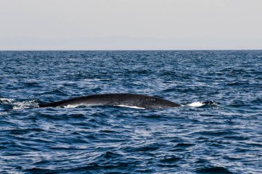 Balina izleme sırasında Mirrisa yakınlarındaki Mavi Balina, Sri Lanka
