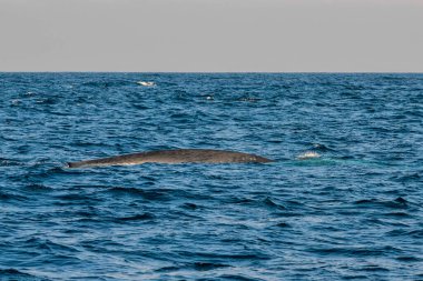 Balina izleme sırasında Mirrisa yakınlarındaki Mavi Balina, Sri Lanka