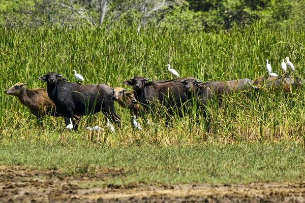 Buffalo Agua Isla Sri Lanka — Foto de Stock